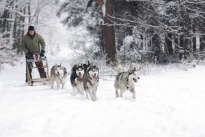 Husky sledding